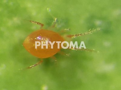 Tetranychus urticae